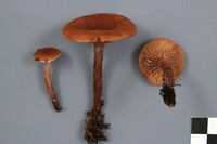 Lactarius camphoratus image